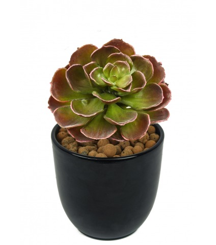 Petit crassula artificiel