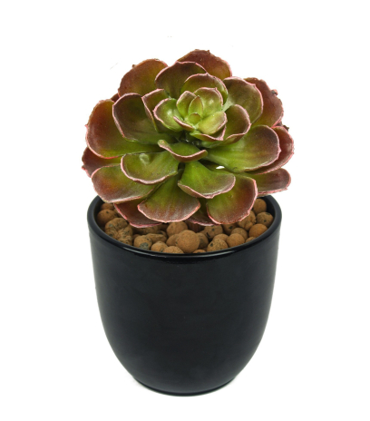 Petit crassula artificiel