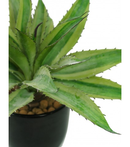 Aloe marginata artificiel