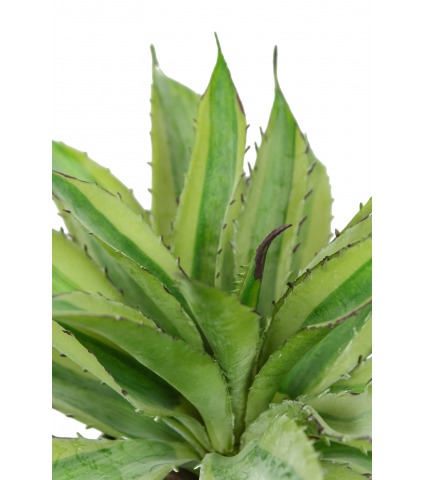 Aloe marginata artificiel