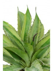 Aloe marginata artificiel