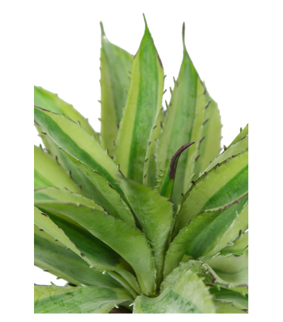 Aloe marginata artificiel