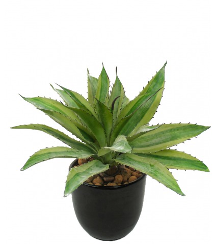 Aloe marginata artificiel