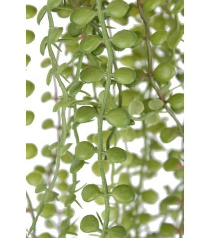 Chute de dischidia artificielle verte