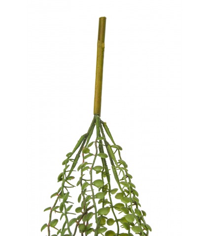 Chute de dischidia artificielle verte