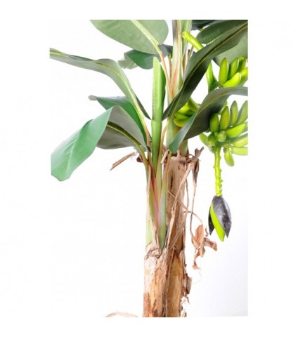 Bananier double tronc