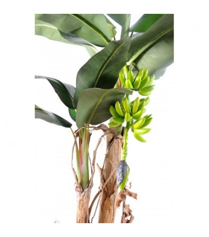 Bananier double tronc