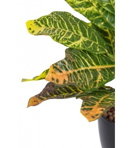 Croton petra artificiel