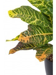 Croton petra artificiel