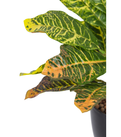 Croton petra artificiel