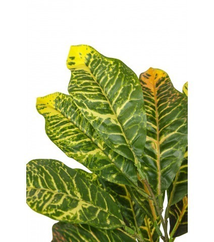 Croton petra artificiel