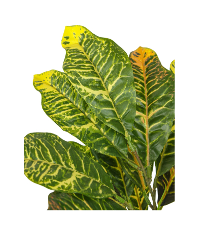 Croton petra artificiel