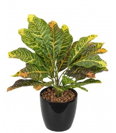 Croton petra artificiel