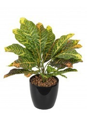 Croton petra artificiel