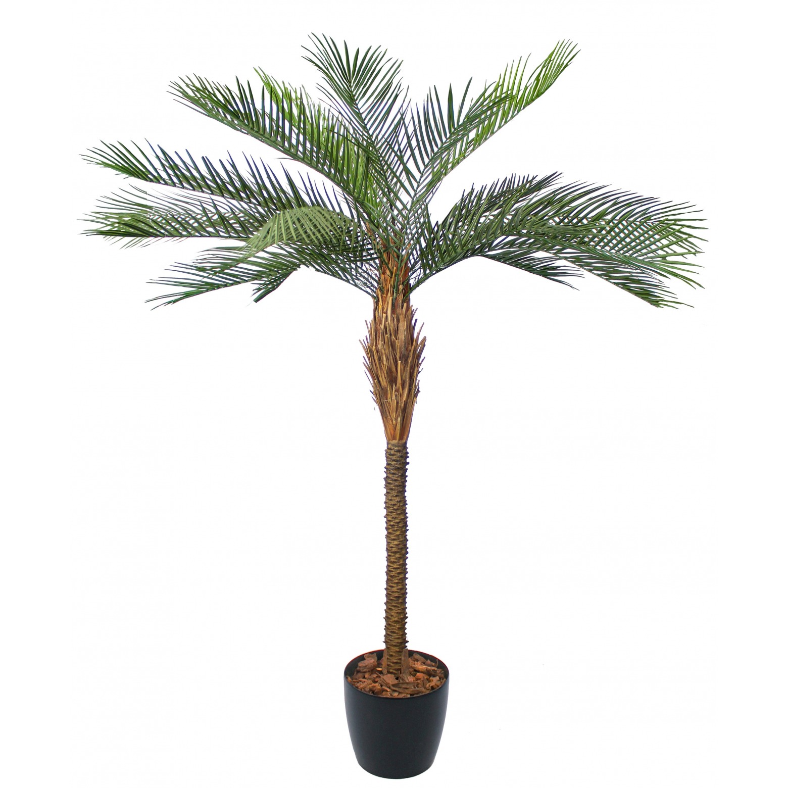 Choisir son palmier d'extérieur - Gamm vert
