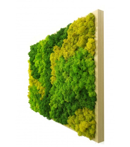 Cadre végétal artificiel mousse Coutances