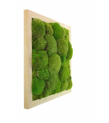 Cadre mousse végétale Houlgate