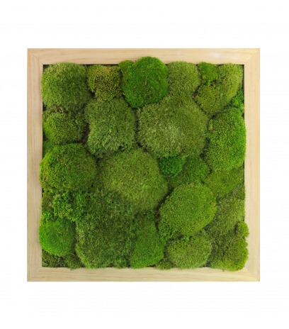 Cadre mousse végétale Houlgate