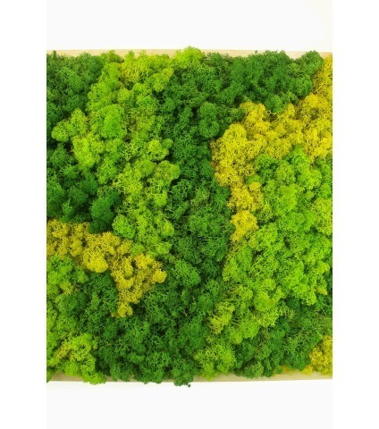 Cadre végétal artificiel mousse Coutances