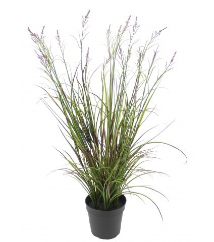 Grande herbe acorus violette