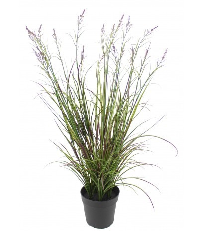 Grande herbe acorus violette