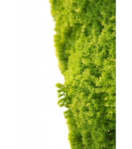 Plaque de mousse sphaigne verte claire