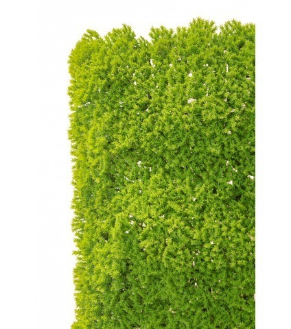 Plaque de mousse sphaigne verte claire