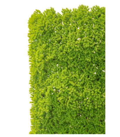 Plaque de mousse sphaigne verte claire
