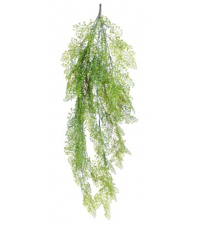 Fausse chute d'asparagus fougère