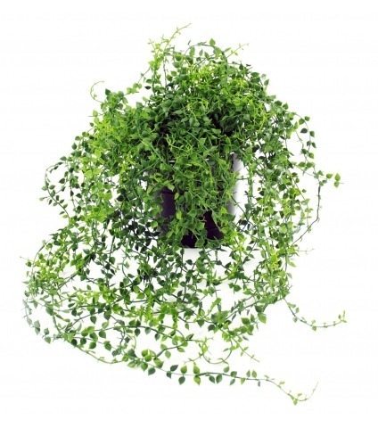 Chute de callisie artificielle