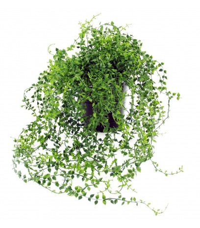 Chute de callisie artificielle