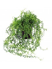 Chute de callisie artificielle