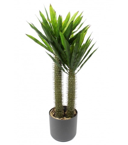 Pachypodium artificiel