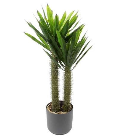 Pachypodium artificiel