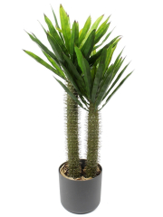 Pachypodium artificiel