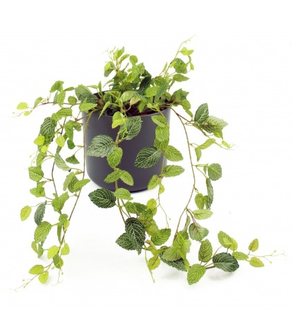 Chute de fittonia artificielle