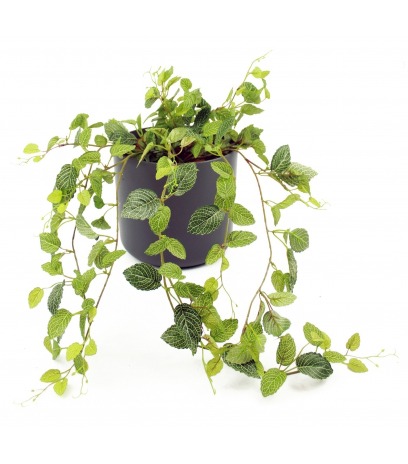 Chute de fittonia artificielle