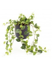 Chute de fittonia artificielle