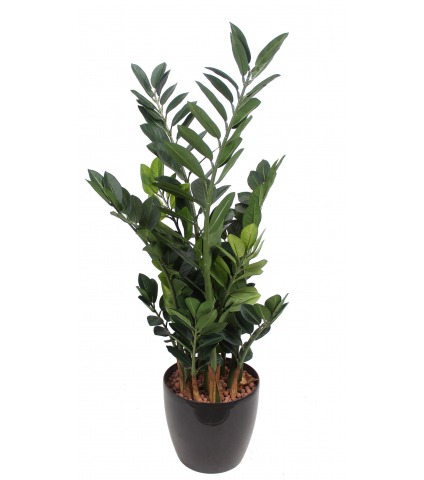Zamia artificiel