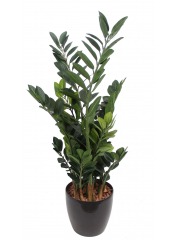 Zamia artificiel