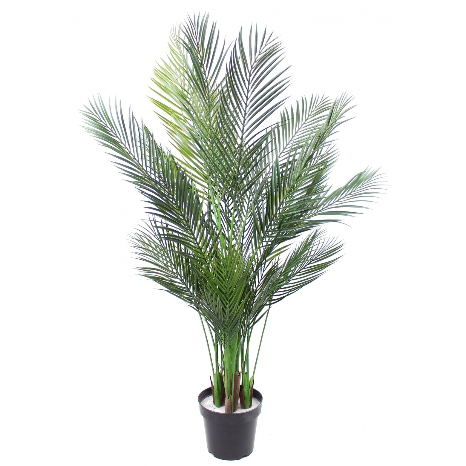 Choisir son palmier d'intérieur - Gamm vert