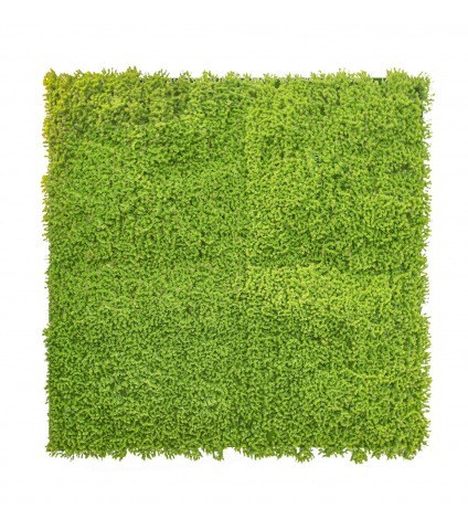 Plaque de mousse sphaigne verte claire