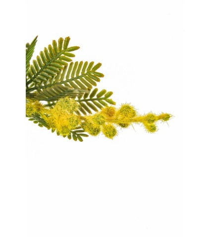Branche de mimosa artificielle