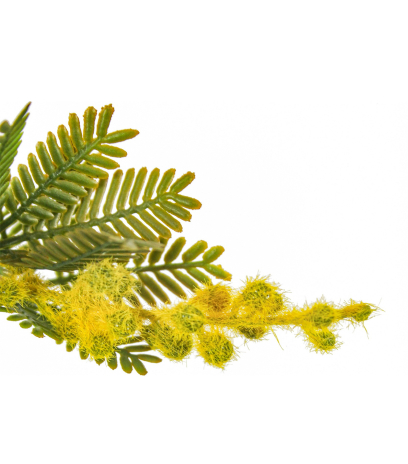 Branche de mimosa artificielle