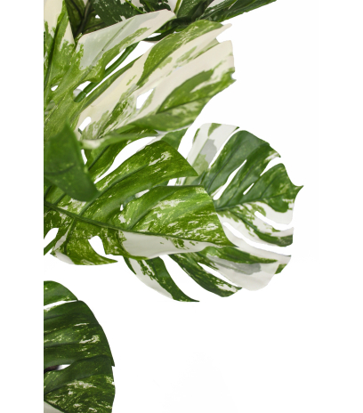 Monstera deliciosa variegata artificiel