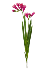Freesia artificiel fuchsia