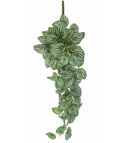 Chute de péperomia d'argent artificiel