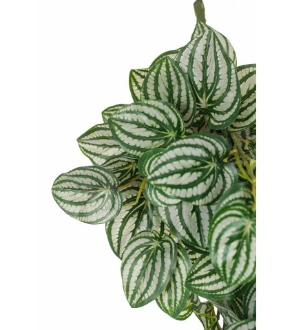 Chute de péperomia d'argent artificiel