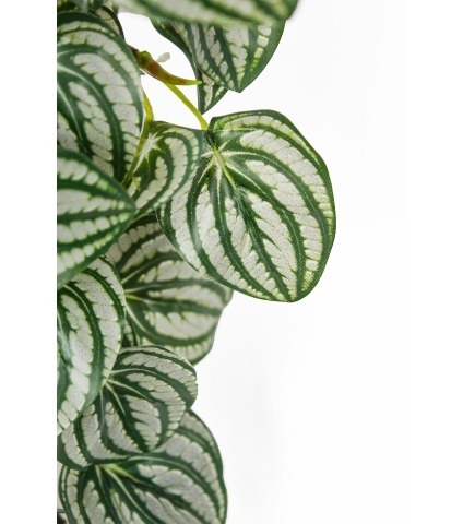 Chute de péperomia d'argent artificiel