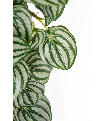 Chute de péperomia d'argent artificiel